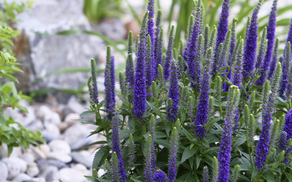 Best Perennials for Calgary Flowers & Garden Rejuvenation